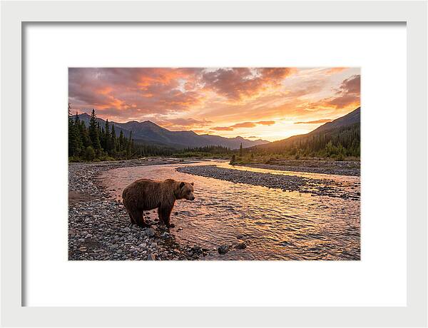 Grizzly Bear By The River At Sunset