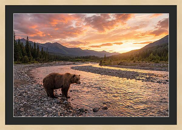 Grizzly Bear By The River At Sunset