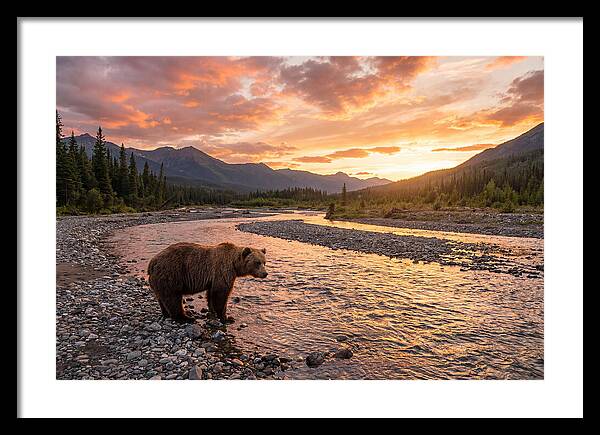 Grizzly Bear By The River At Sunset