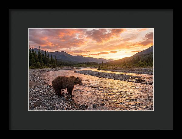 Grizzly Bear By The River At Sunset