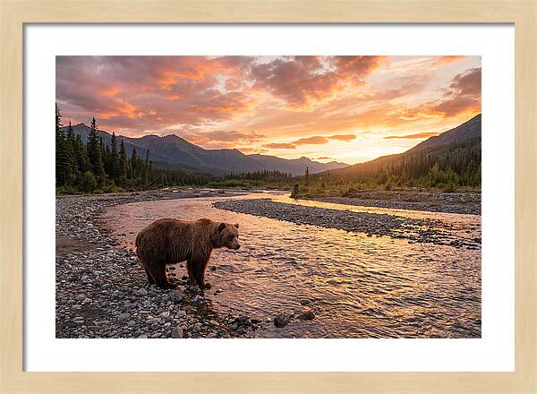 Grizzly Bear By The River At Sunset