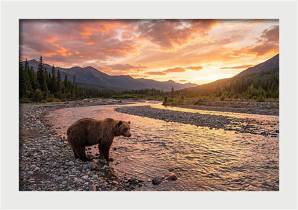 Grizzly Bear By The River At Sunset