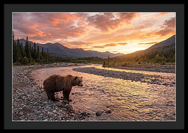 Grizzly Bear By The River At Sunset