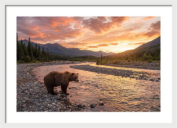 Grizzly Bear By The River At Sunset