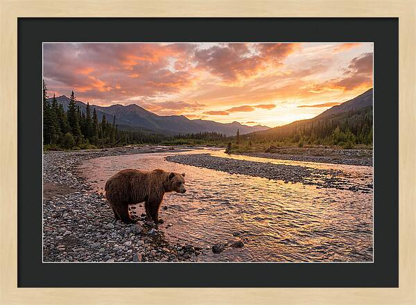 Grizzly Bear By The River At Sunset