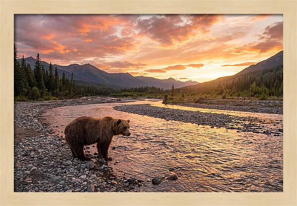 Grizzly Bear By The River At Sunset