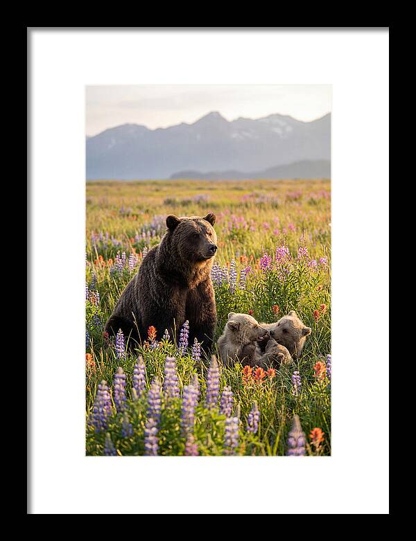 Grizzly Bear Family In Blooming Meadow