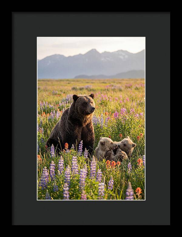 Grizzly Bear Family In Blooming Meadow