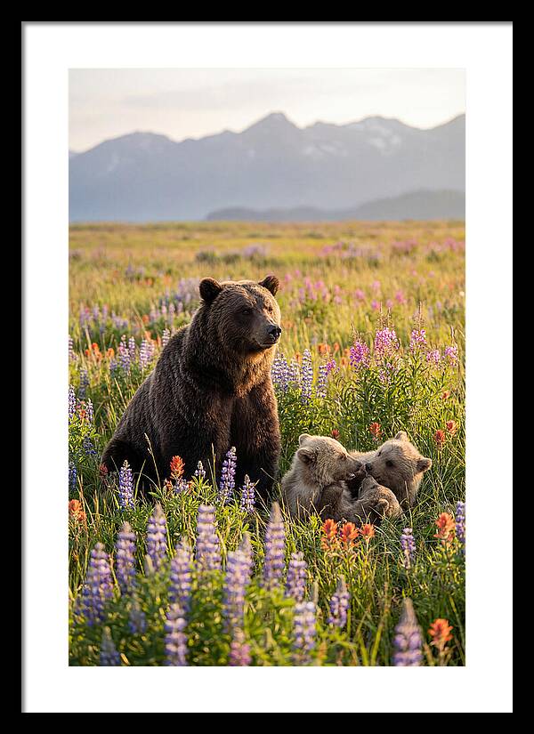 Grizzly Bear Family In Blooming Meadow