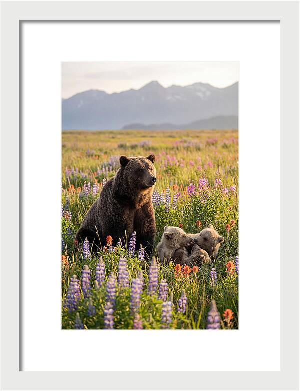 Grizzly Bear Family In Blooming Meadow