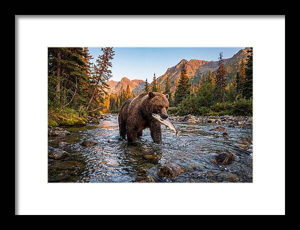 Grizzly Bear Fishing At Sunset