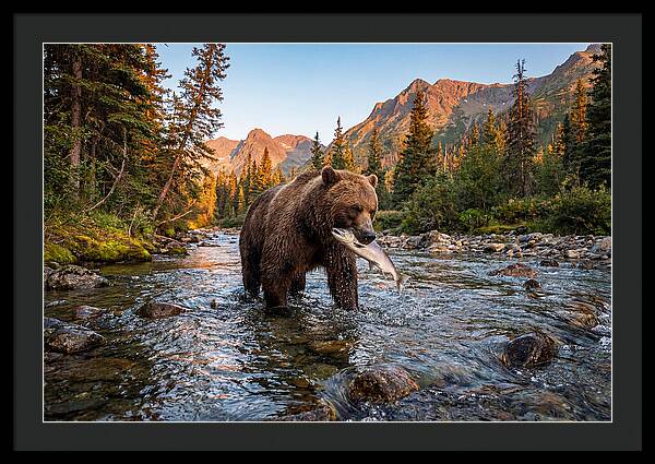 Grizzly Bear Fishing At Sunset