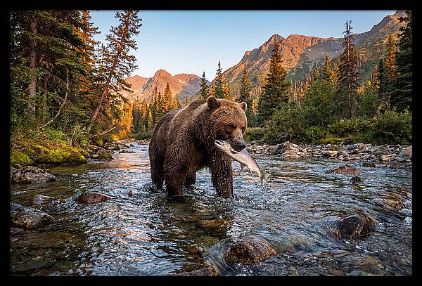 Grizzly Bear Fishing At Sunset