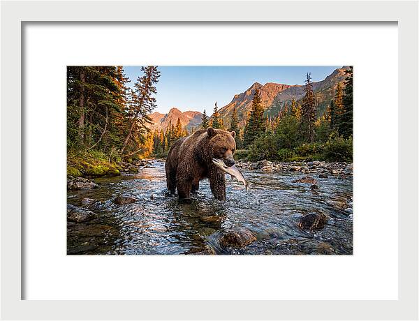 Grizzly Bear Fishing At Sunset