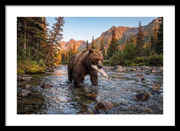 Grizzly Bear Fishing At Sunset