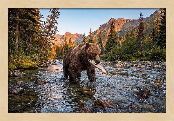 Grizzly Bear Fishing At Sunset