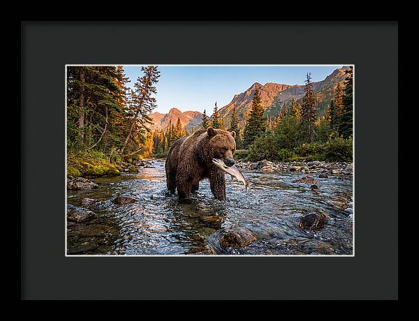 Grizzly Bear Fishing At Sunset