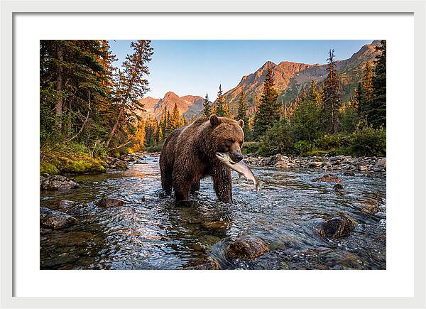 Grizzly Bear Fishing At Sunset
