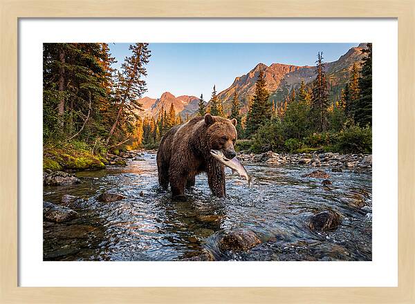 Grizzly Bear Fishing At Sunset