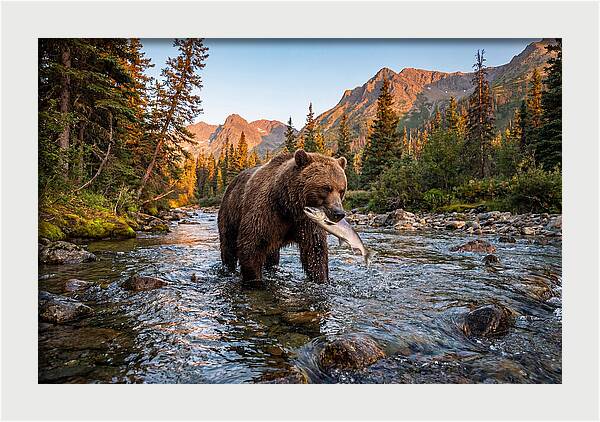 Grizzly Bear Fishing At Sunset