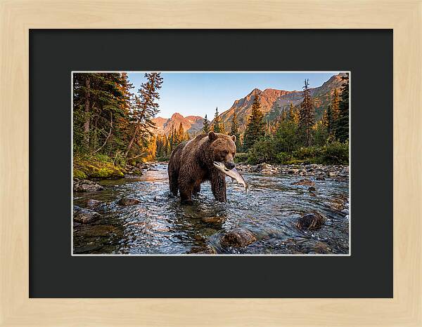 Grizzly Bear Fishing At Sunset