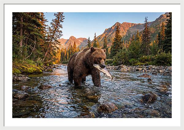 Grizzly Bear Fishing At Sunset