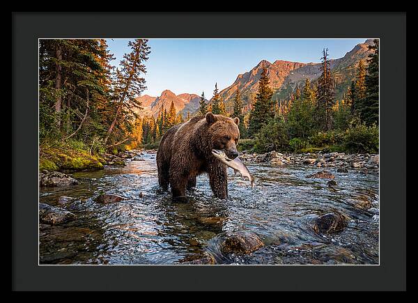 Grizzly Bear Fishing At Sunset
