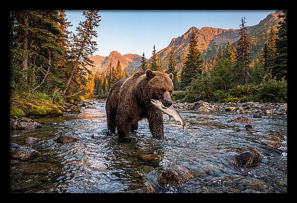Grizzly Bear Fishing At Sunset