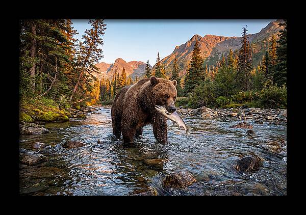 Grizzly Bear Fishing At Sunset