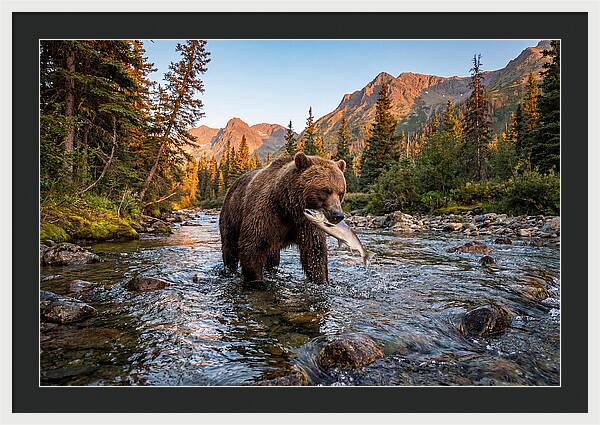 Grizzly Bear Fishing At Sunset