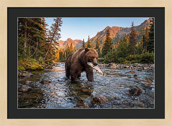 Grizzly Bear Fishing At Sunset