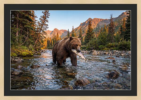 Grizzly Bear Fishing At Sunset