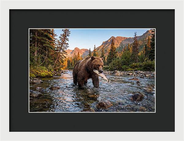 Grizzly Bear Fishing At Sunset