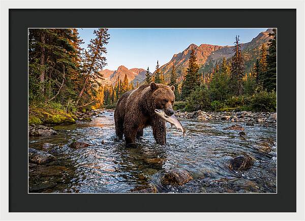 Grizzly Bear Fishing At Sunset