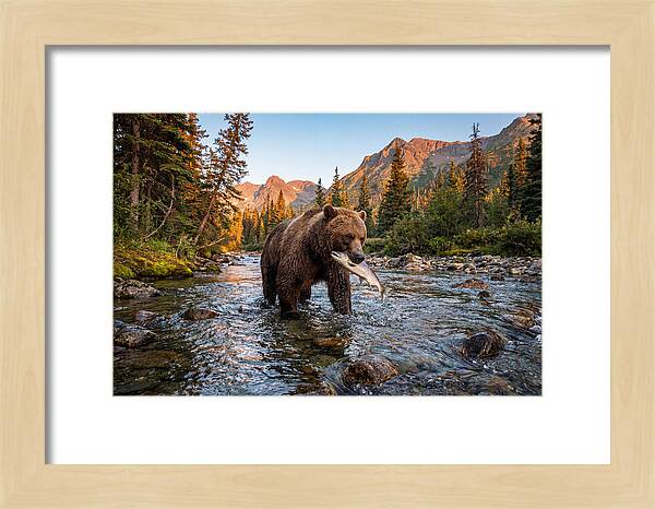 Grizzly Bear Fishing At Sunset