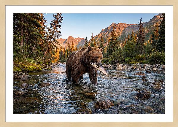 Grizzly Bear Fishing At Sunset