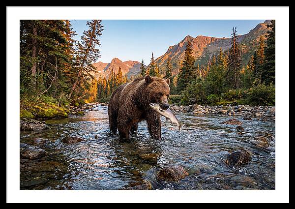 Grizzly Bear Fishing At Sunset