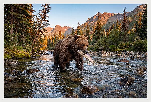 Grizzly Bear Fishing At Sunset