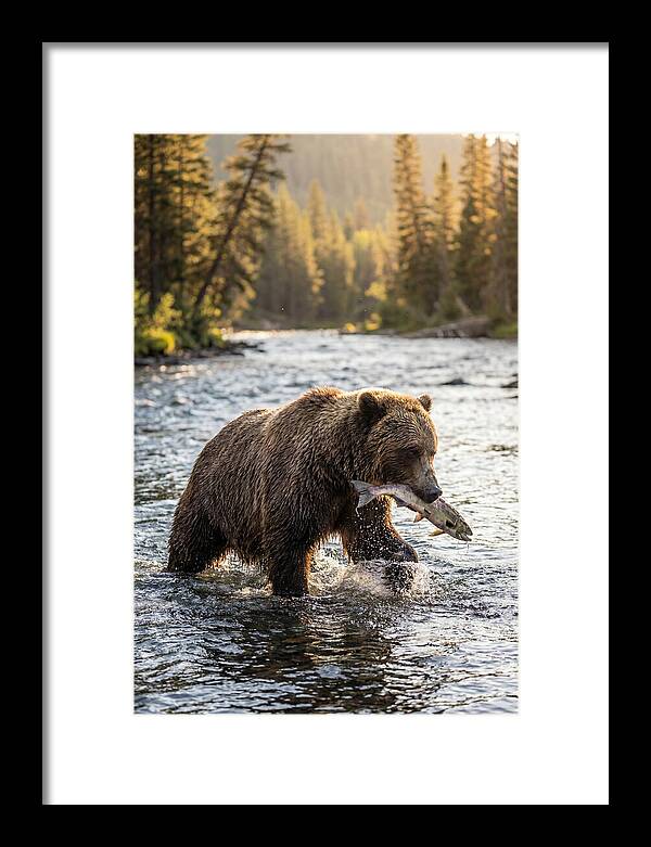 Grizzly Bear Fishing In Nature