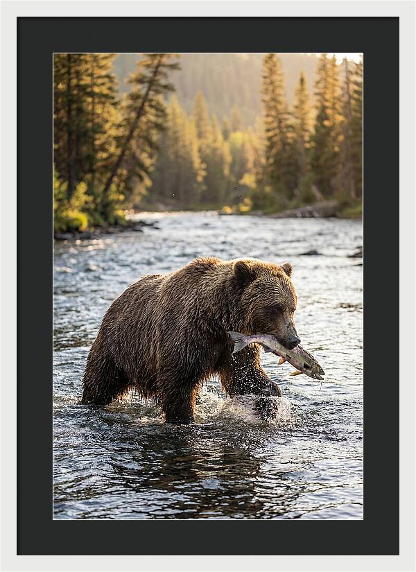 Grizzly Bear Fishing In Nature