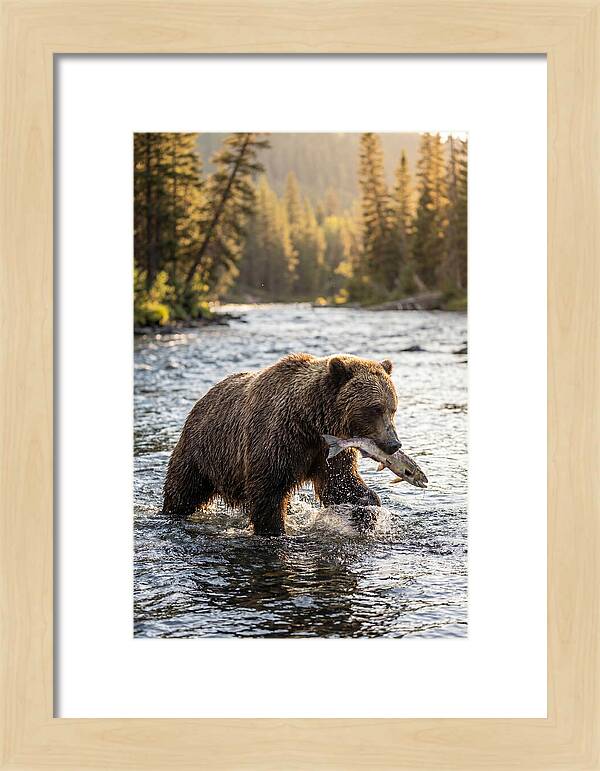 Grizzly Bear Fishing In Nature