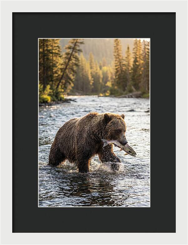 Grizzly Bear Fishing In Nature