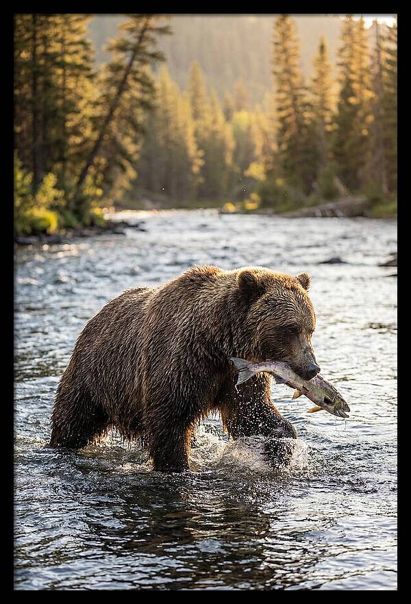 Grizzly Bear Fishing In Nature