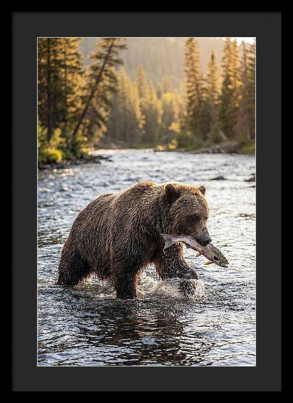 Grizzly Bear Fishing In Nature
