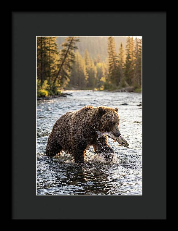 Grizzly Bear Fishing In Nature
