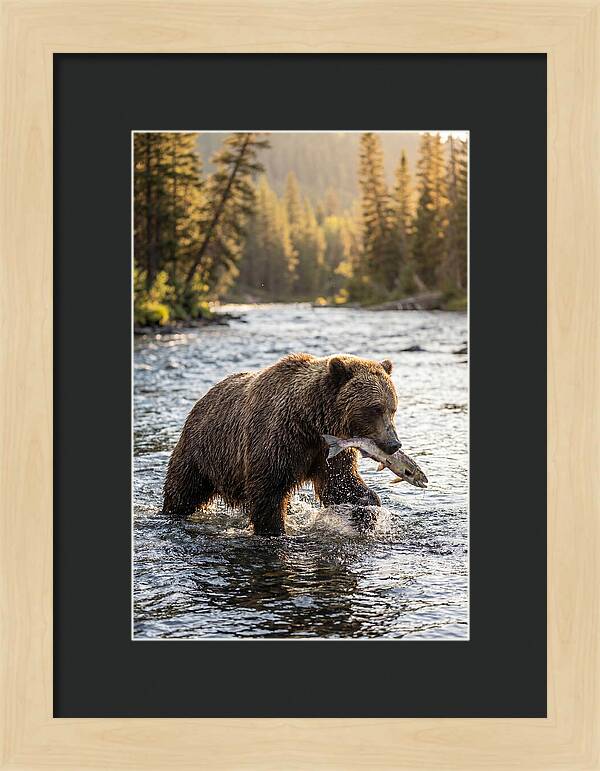 Grizzly Bear Fishing In Nature