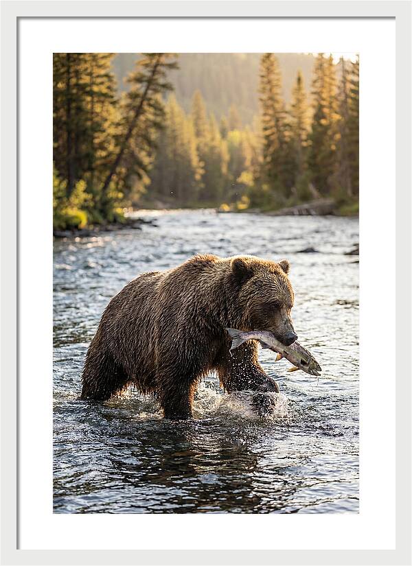Grizzly Bear Fishing In Nature