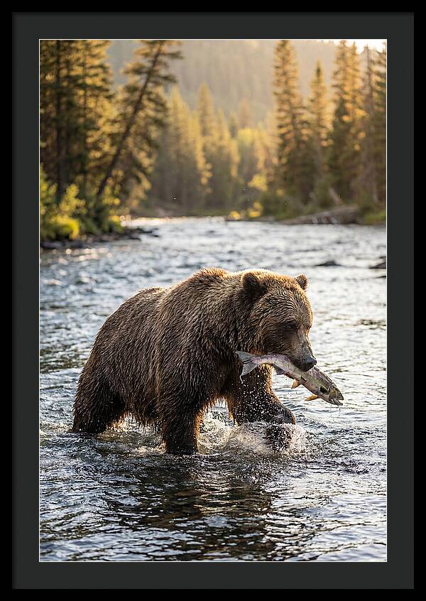 Grizzly Bear Fishing In Nature