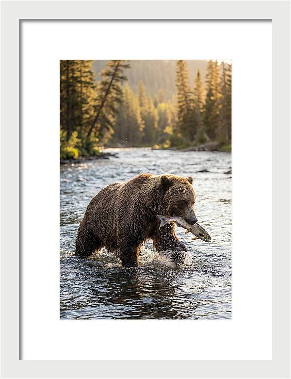 Grizzly Bear Fishing In Nature