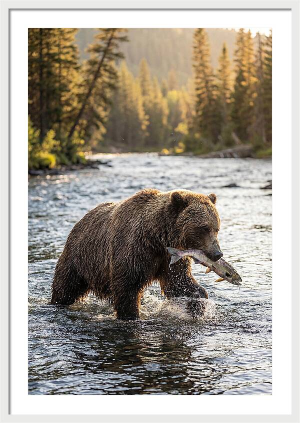 Grizzly Bear Fishing In Nature